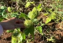 Rambusa, Buah Liar Kaya Vitamin yang Tumbuh di Hutan