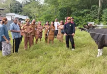 Pemda TTU Serahkan Hewan Kurban untuk Masjid jelang Idul Adha 2026