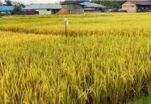Petani di Atambua Khawatir Panen Terhambat akibat Hujan Berkepanjangan