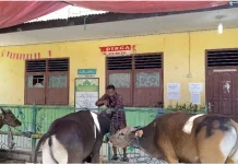 H-1 Masjid Al-Mujahidin Atambua, Pengumpulan  Hewan Kurban Terdata sementara  23 Ekor