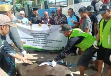 Gubernur NTT Serahkan Sebanyak Empat Sapi Kurban untuk Warga Muslim di Belu
