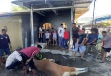 Idul Adha 1447 Hijriah Perkuat Semangat Pengorbanan dan Pelayanan Polres Alor
