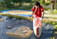 Petani Desa Naibonat Mulai Memanen dan Menjemur Padi