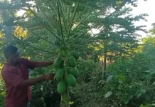 Lahan Pepaya California di Hulnani Jadi Percontohan Pertanian Produktif