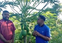 Hulnani Kembangkan Pepaya California untuk Pasar Lokal Kabupaten Alor