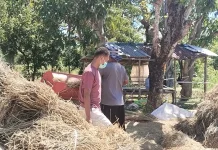 Wereng Sangit Menyerang Pertanaman Padi di Belu Produksi Panen Menurun