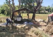 Praktik Ijon Berlaku di Kabupaten Belu Rugikan Petani