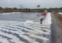 TTU Siap Kembangkan Industri Garam Rakyat