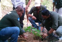 Unimor-Balai Perhutanan Sosial NTT Menanam 700 Anakan Cendana di Banamlaat TTU