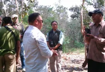 Unimor Gencar Kembangkan Riset Berbasis Cendana Sebagai Maskot NTT