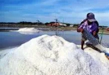 TTU Dorong Industri Garam Berkelanjutan