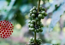 Strategi Mengemas Kopi Robusta Lamaole Menembus Pasar Modern.