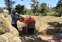 Bulog Pacu Penyerapan Gabah Petani Lokal Pandeglang