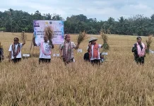 Wakil Bupati TTU Apresiasi Gapoktan It Naen Bitauni karena Hasilkan Padi 125 Hekta