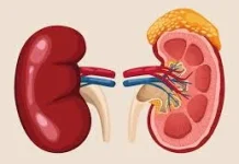 11 Kebiasaan yang Bisa Merusak Ginjal, Jangan Dianggap Sepele