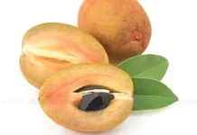 Minat Masyarakat Belu terhadap Buah Sawo Masih Tinggi