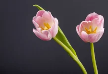5 Khasiat Bunga Tulip yang Bisa Mendukung Kesehatan Tubuh