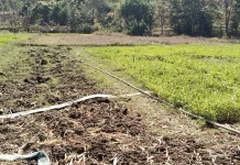 Petani Penggarap Lahan di Belu Melakukan Alih Fungsi Lahan Terkendala Ternak