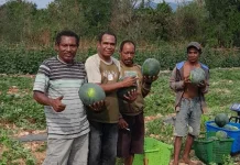 Kegagalan Panen Jadi Pelajaran Berharga Bangkitkan Semangat Usaha Perkebunan