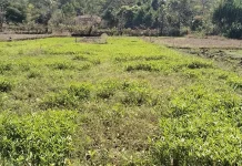 Ternak Rusak Tanaman Sayuran Petani Umanen Merugi Tidak Peroleh Hasil Panen