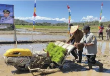 Akselarasi Swasembada Pangan, Wabup Belu Pimpin Tanam Padi di Haekrit
