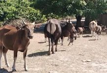 Dinas Peternakan Belu Pastikan Lakukan Pengawasan di Rumah Pemotongan Hewan