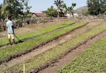 Kemarau Panjang, Petani di Atambua Manfaatkan Sumur Resapan untuk Tanam Sayur