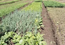 Petani di Belu Bertahan ditengah Kemarau, Manfaatkan Sisa Air Kali