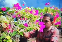 Coplant Padukan Kopi dan Tanaman Hias Alor