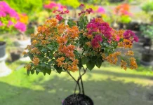 Budidaya Bougainvillea Jadi Usaha Coplant Alor
