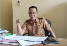 Mencukupi Pakan di Musim Kemarau Dinas Peternakan Belu Menanam Hijauan Rumput