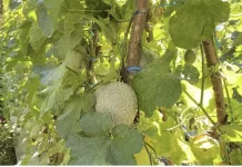 Budidaya Melon Menjadi Peluang Bisnis Menjanjikan di Belu