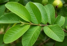 Kenali 7 Manfaat Daun Jambu Biji bagi Tubuh
