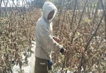 Petani Desa Manleten Belu Peroleh Pendapatan Ekonomi dari Panen Tomat
