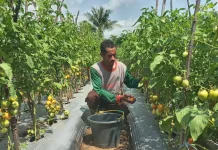 Kelompok Tani Manebala Konsisten Produksi Pupuk Organik