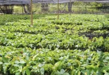Kakao Buka Peluang Ekonomi Warga Fanating