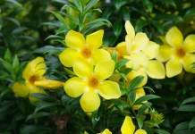 Alamanda, Bunga Kuning yang Cantik dan Mudah Dirawat
