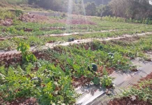 Dari Lahan Berbatu Menjadi Produktif, Kebun di Mali Kini Hasilkan Pangan
