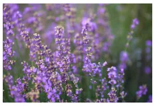 9 Manfaat Bunga Lavender, Tak Hanya untuk Pengharum