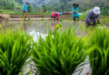 Teknologi Pertanian Cerdas, Kunci Ketahanan Pangan Desa Kabuna