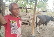 Peternak di Belu Keluhkan Sapi Piaraan Tidak Bisa Dijual ke Perusahan Pengumpul
