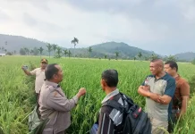 Pertanian Sektor Strategis Perkuat Ketahanan Pangan