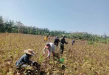 Babinsa Kobalima Bantu Petani Panen Kacang Hijau di Litamali