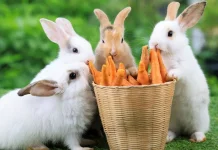 Kenali 4 Makanan yang Baik untuk Menjaga Kesehatan Kelinci