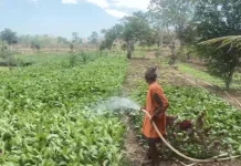 Budidaya Sayur Petani Manleten Raup Omzet Belasan Juta