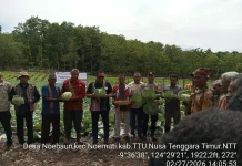 Teknologi Hemat Air Dukung Produksi Hortikultura TTU