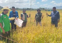 PPL Perkuat Produksi dan Akses Pasar Petani TTU