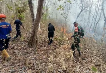 TNI-Damkar Berhasil Padamkan Kebakaran di Hutan Jati Nenuk