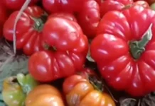 Buah Tomat Lahurus Belu Pasar Menjanjikan Manfaat Ekonomi bagi Petani