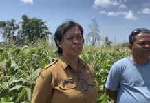Distan Belu Optimalkan Lahan Motabuik Pacu PAD juga Model Percontohan Masyarakat